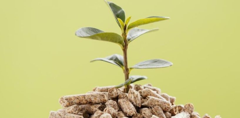 Neuquén avanza con su primera planta de pellets forestales