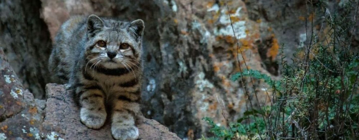 El gato andino reapareció en Mendoza y crece la expectativa por su recuperación