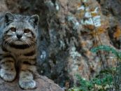 El gato andino reapareció en Mendoza y crece la expectativa por su recuperación
