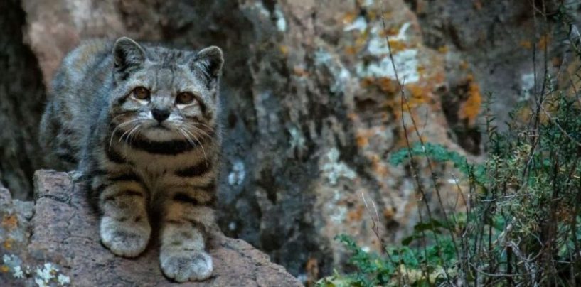 El gato andino reapareció en Mendoza y crece la expectativa por su recuperación