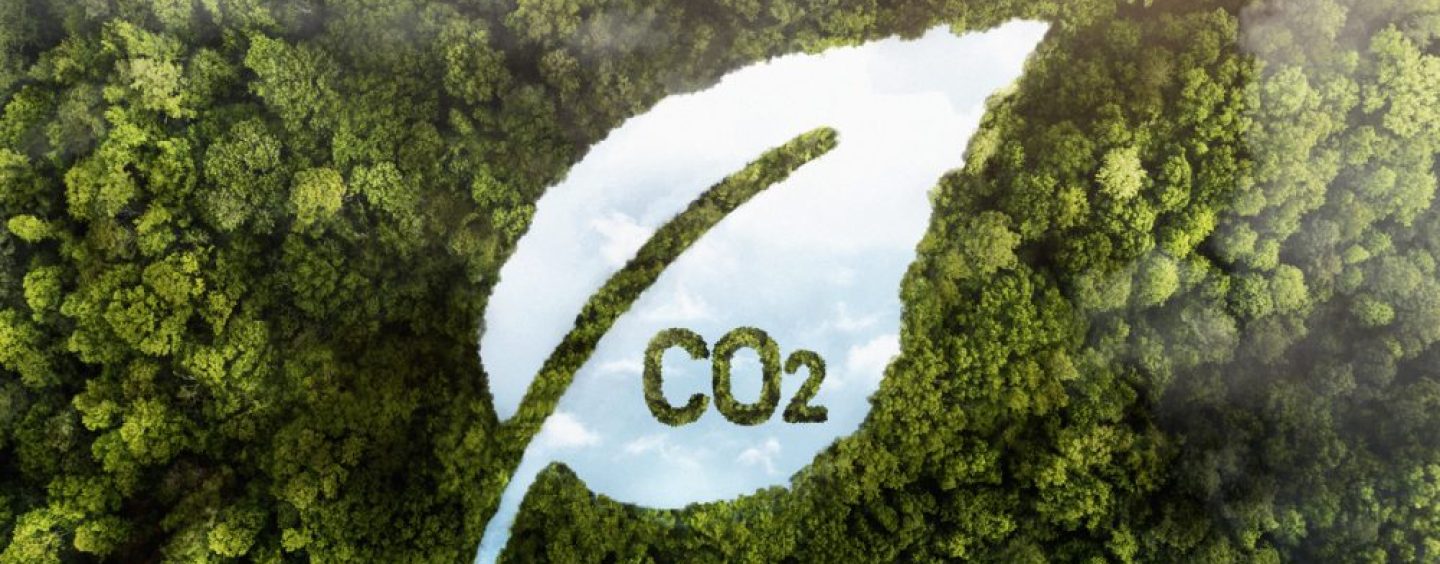 “Argentina tiene una oportunidad enorme en el mercado voluntario de carbono”