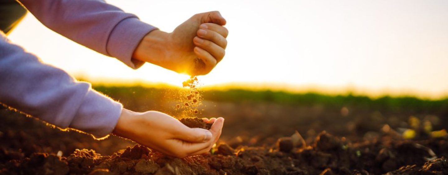 Cal agrícola: una herramienta para recuperar la fertilidad de los suelos