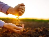 Cal agrícola: una herramienta para recuperar la fertilidad de los suelos
