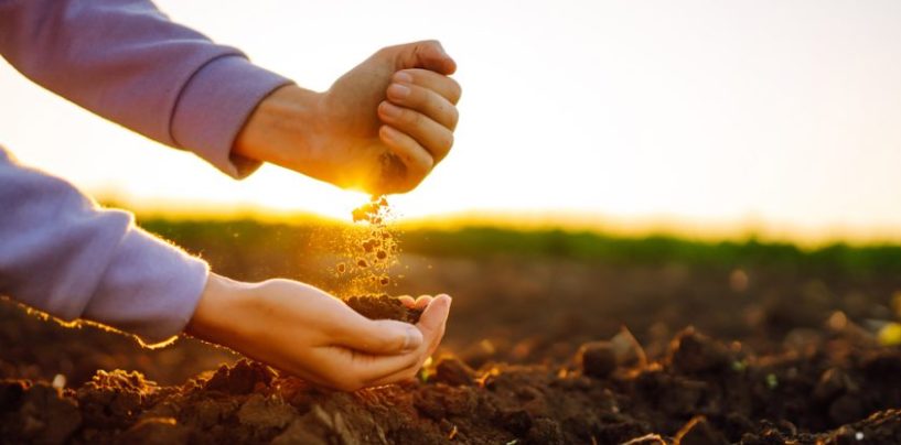 Cal agrícola: una herramienta para recuperar la fertilidad de los suelos
