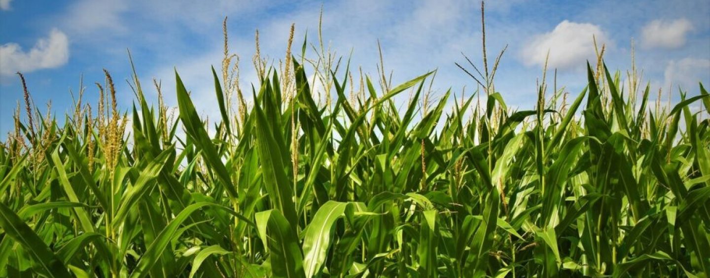 Una nueva herramienta analiza cómo responderán los cultivos al cambio climático