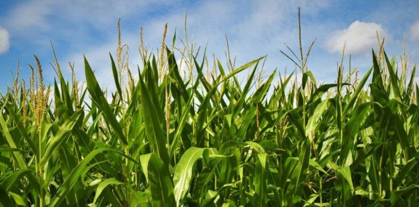 Una nueva herramienta analiza cómo responderán los cultivos al cambio climático