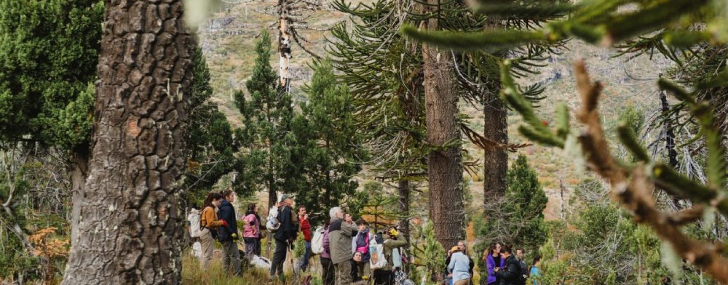 Supervielle: 21.000 árboles para recuperar bosques afectados por incendios