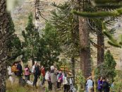 Supervielle: 21.000 árboles para recuperar bosques afectados por incendios