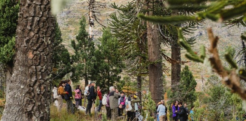 Supervielle: 21.000 árboles para recuperar bosques afectados por incendios