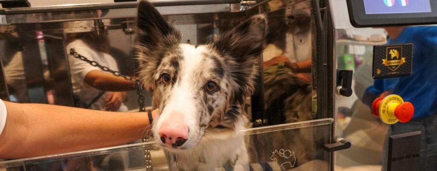 Oportunidad de crecimiento: la sustentabilidad gana terreno en el negocio de mascotas