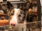 Oportunidad de crecimiento: la sustentabilidad gana terreno en el negocio de mascotas