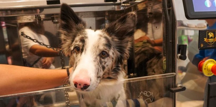Oportunidad de crecimiento: la sustentabilidad gana terreno en el negocio de mascotas