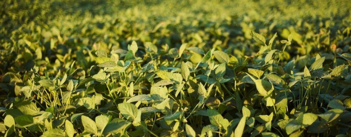 Nueva tecnología fortalece la sustentabilidad agrícola frente al avance de malezas resistentes