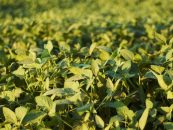 Nueva tecnología fortalece la sustentabilidad agrícola frente al avance de malezas resistentes