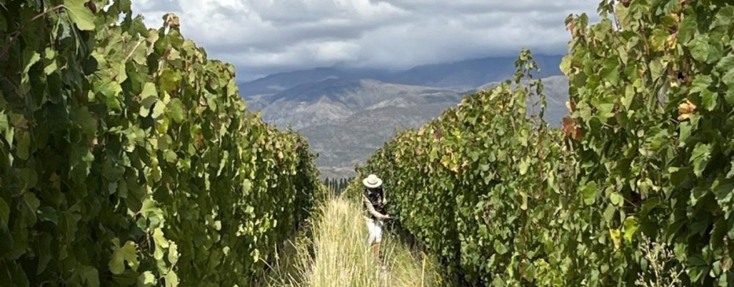 Chandon obtiene la primera certificación regenagri® para viñedos en Argentina