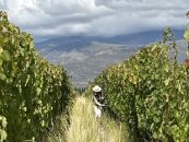 Chandon obtiene la primera certificación regenagri® para viñedos en Argentina