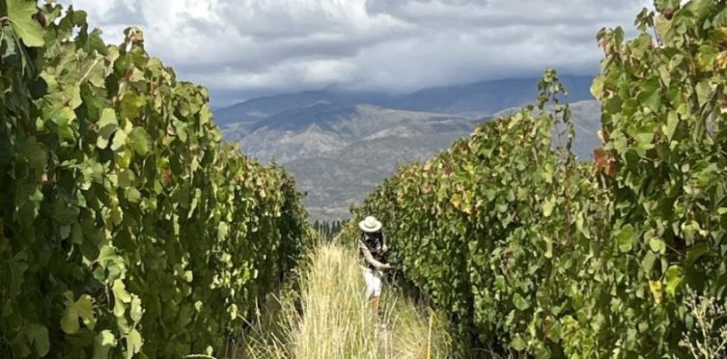 Chandon obtiene la primera certificación regenagri® para viñedos en Argentina