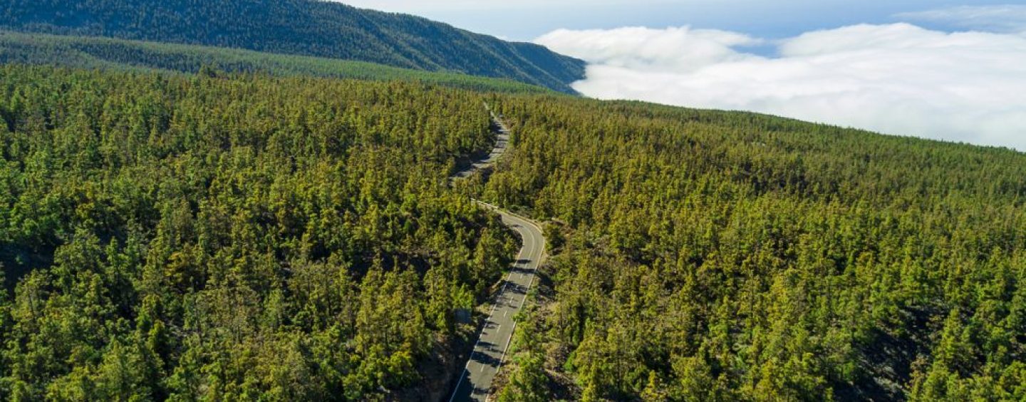 Argentina supera las 380.000 hectáreas de bosques con certificación internacional
