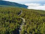 Argentina supera las 380.000 hectáreas de bosques con certificación internacional