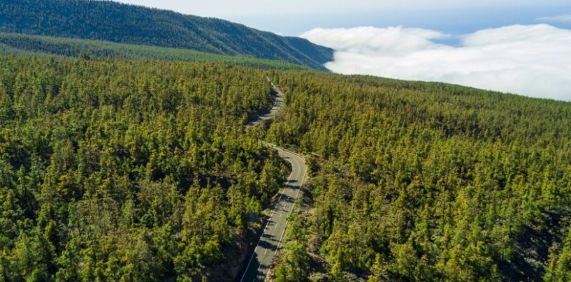Argentina supera las 380.000 hectáreas de bosques con certificación internacional