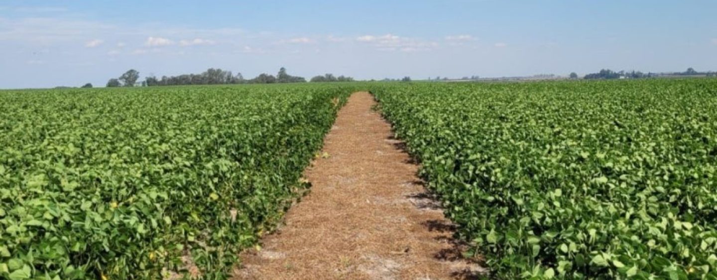 La agricultura regenerativa gana espacio en los mercados de carbono de Argentina