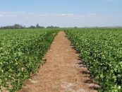 La agricultura regenerativa gana espacio en los mercados de carbono de Argentina