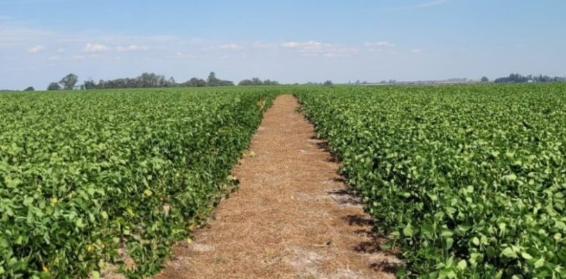 La agricultura regenerativa gana espacio en los mercados de carbono de Argentina