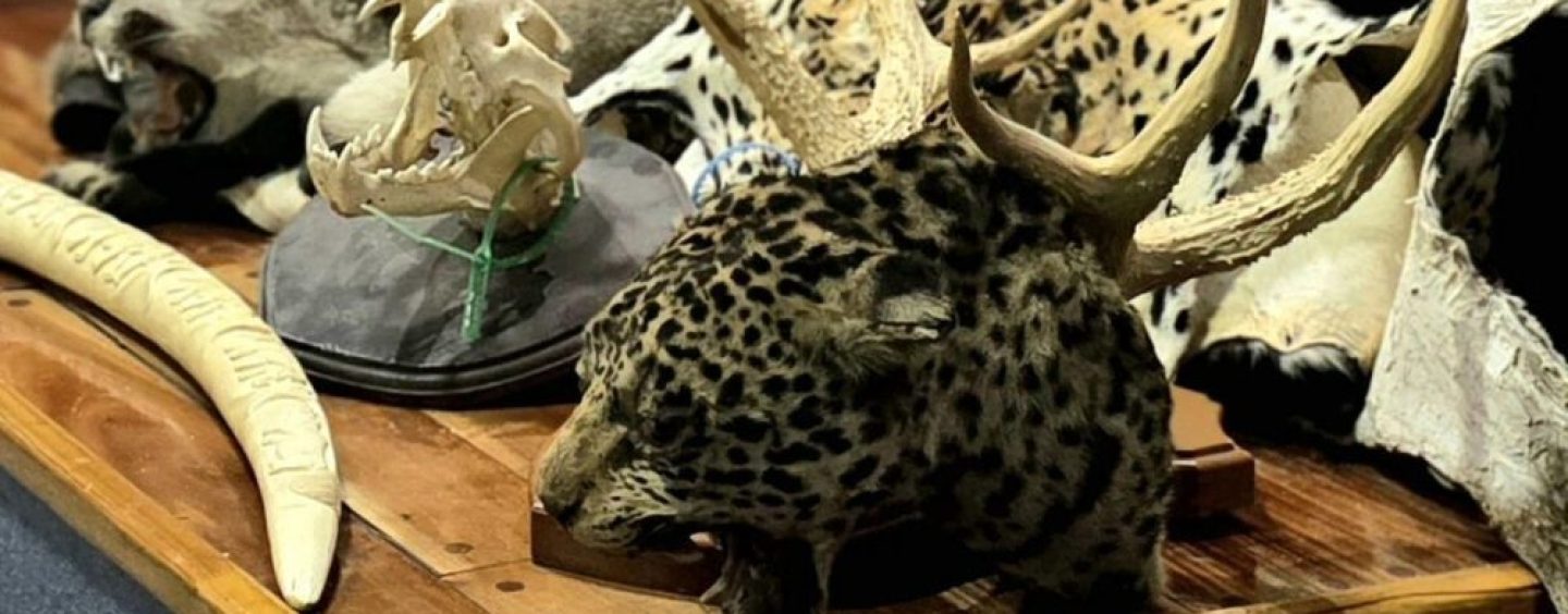 Argentina crea un protocolo para detectar el tráfico ilegal de fauna en aeropuertos