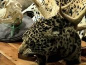 Argentina crea un protocolo para detectar el tráfico ilegal de fauna en aeropuertos