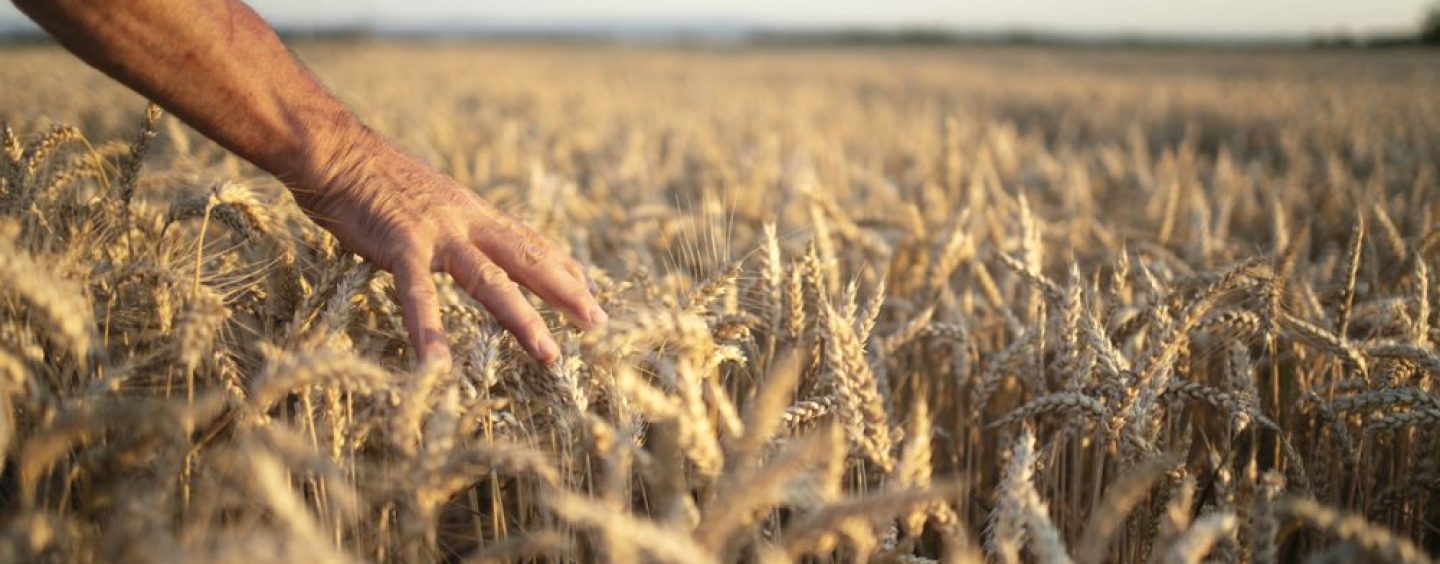 Syngenta presenta nuevas herramientas para medir y recuperar la salud de los suelos