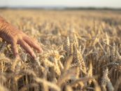 Syngenta presenta nuevas herramientas para medir y recuperar la salud de los suelos