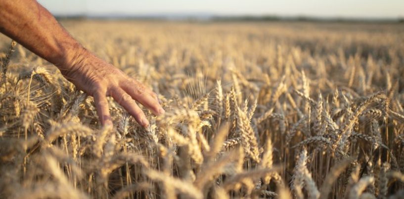 Syngenta presenta nuevas herramientas para medir y recuperar la salud de los suelos