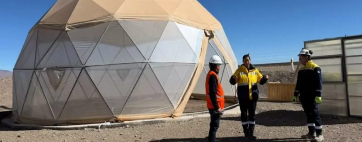 Empresa minera avanza con un banco de semillas para restaurar ecosistemas de la Puna