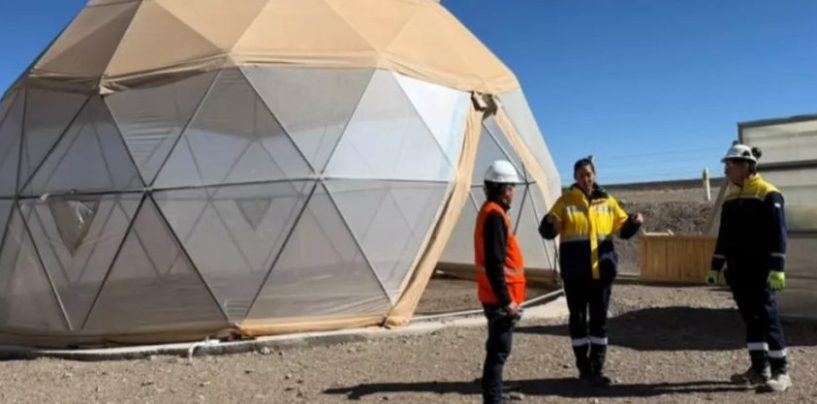 Empresa minera avanza con un banco de semillas para restaurar ecosistemas de la Puna
