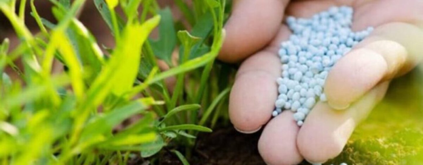 La urea puede cambiar la huella de carbono de los granos: el dato que busca el agro