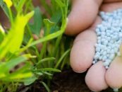 La urea puede cambiar la huella de carbono de los granos: el dato que busca el agro