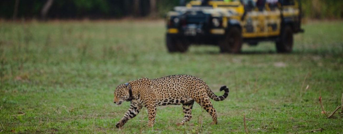 El plan para reconectar la biodiversidad de la cuenca del Paraná en cuatro países