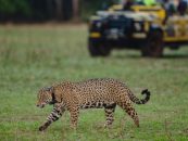 El plan para reconectar la biodiversidad de la cuenca del Paraná en cuatro países
