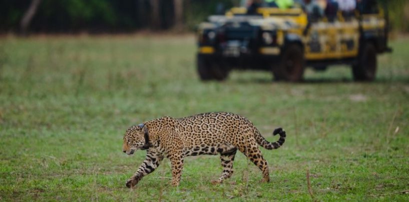 El plan para reconectar la biodiversidad de la cuenca del Paraná en cuatro países