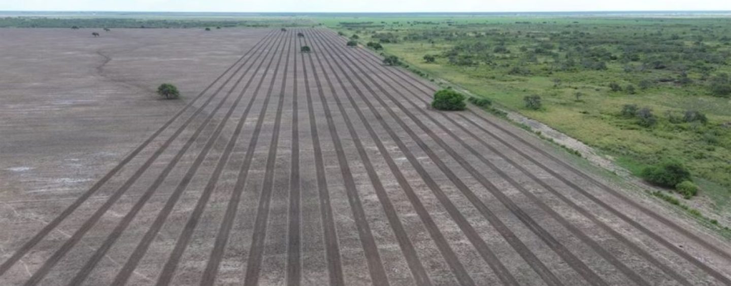 Gran Chaco: plantaron más de 100.000 árboles nativos para recuperar corredores de bosque