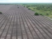 Gran Chaco: plantaron más de 100.000 árboles nativos para recuperar corredores de bosque