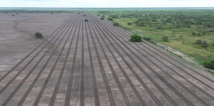 Gran Chaco: plantaron más de 100.000 árboles nativos para recuperar corredores de bosque
