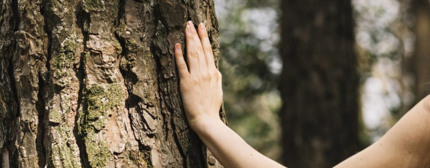 Cómo las PyMEs forestales se agrupan para certificar sus productos