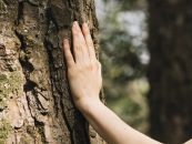 Cómo las PyMEs forestales se agrupan para certificar sus productos