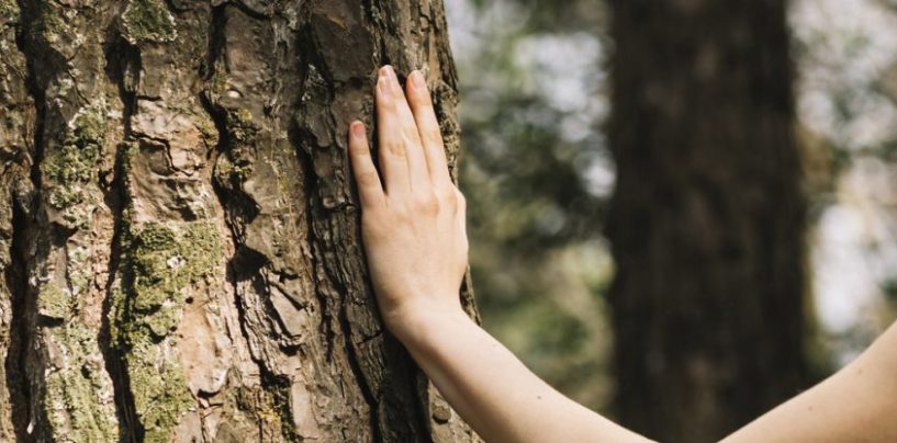 Cómo las PyMEs forestales se agrupan para certificar sus productos