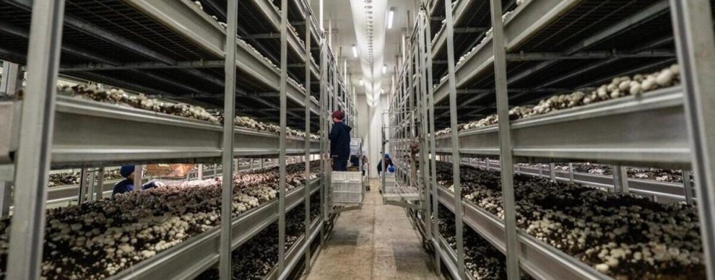 Hongos: cómo transformar residuos orgánicos en recursos para la producción de alimentos