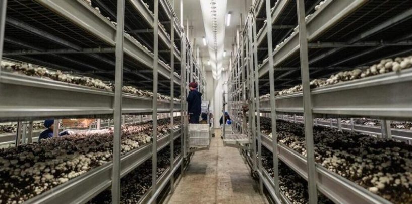 Hongos: cómo transformar residuos orgánicos en recursos para la producción de alimentos