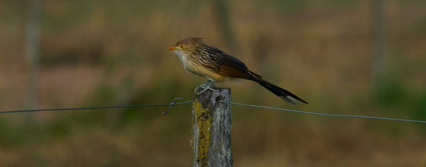 Turismo de naturaleza: Argentina registró 757 especies de aves