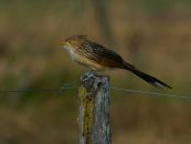 Turismo de naturaleza: Argentina registró 757 especies de aves