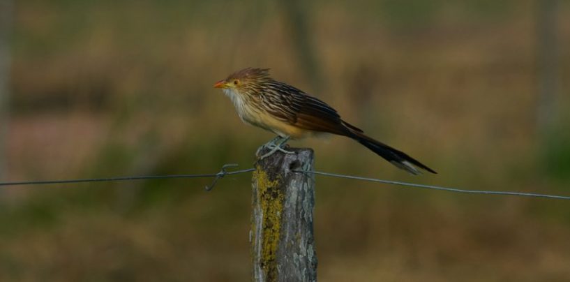 Turismo de naturaleza: Argentina registró 757 especies de aves